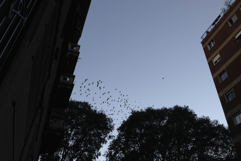 夕方の空に大量の鳥が群れで飛んでくる幻想的な風景。
